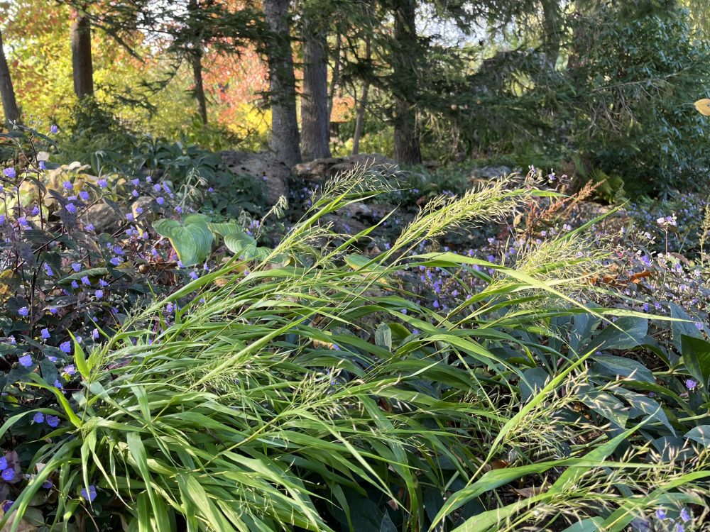 hakone grass in foreground with deciduous trees in the background