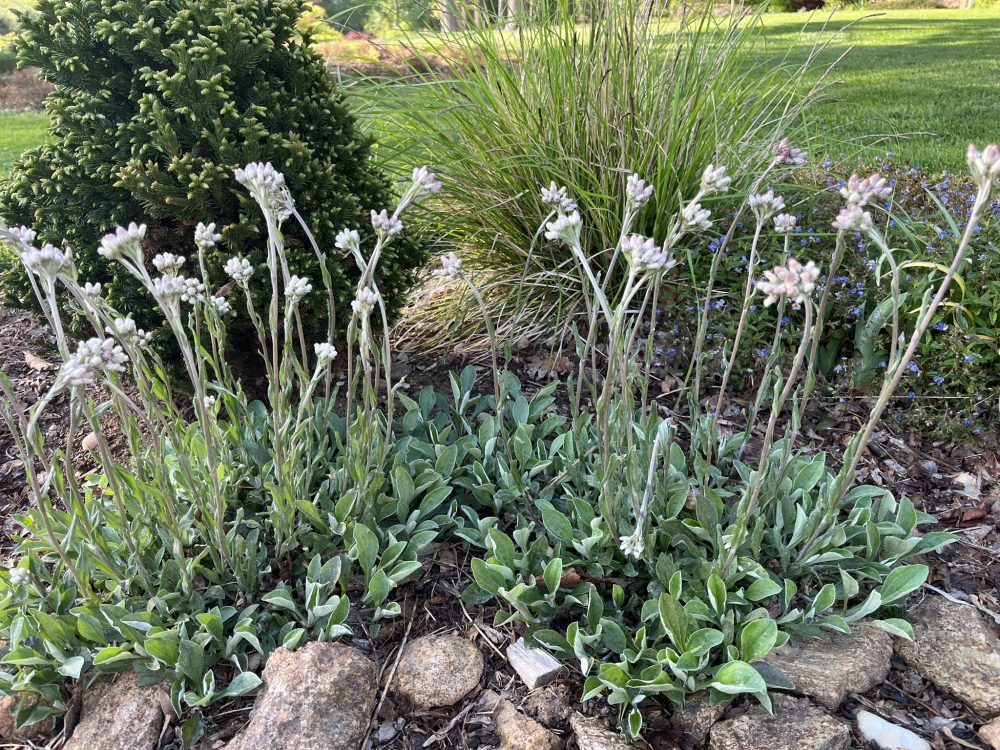 Lasting Landscapes by Carol