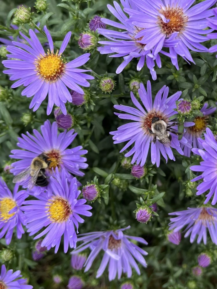 Lasting Landscapes by Carol purple aster with bees in center of flowers