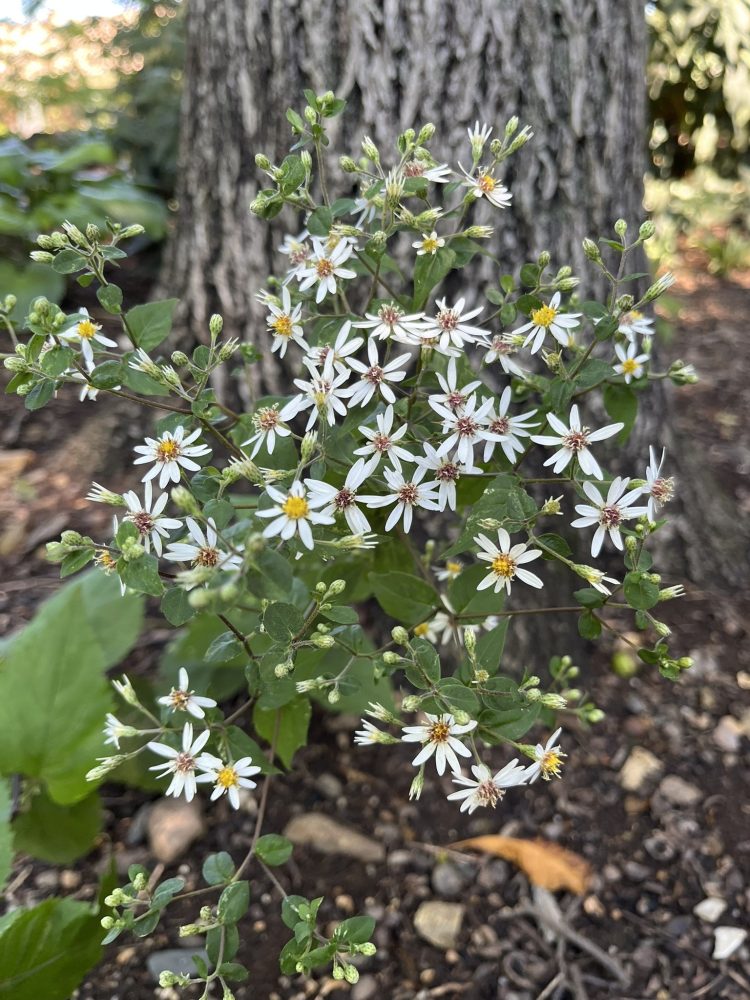 Lasting Landscapes by Carol delicate white flowers on woodland aster