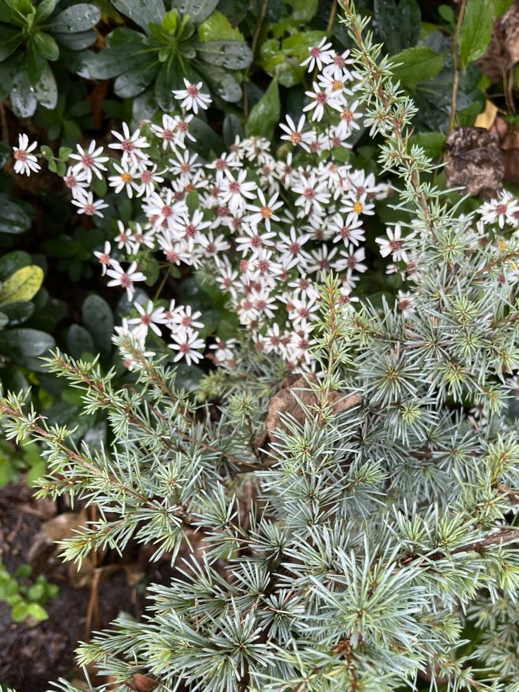 white blooms of aster divaricatus weaving through conifer with glaucus needles