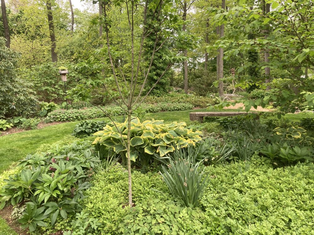Lasting Landscapes by Carol