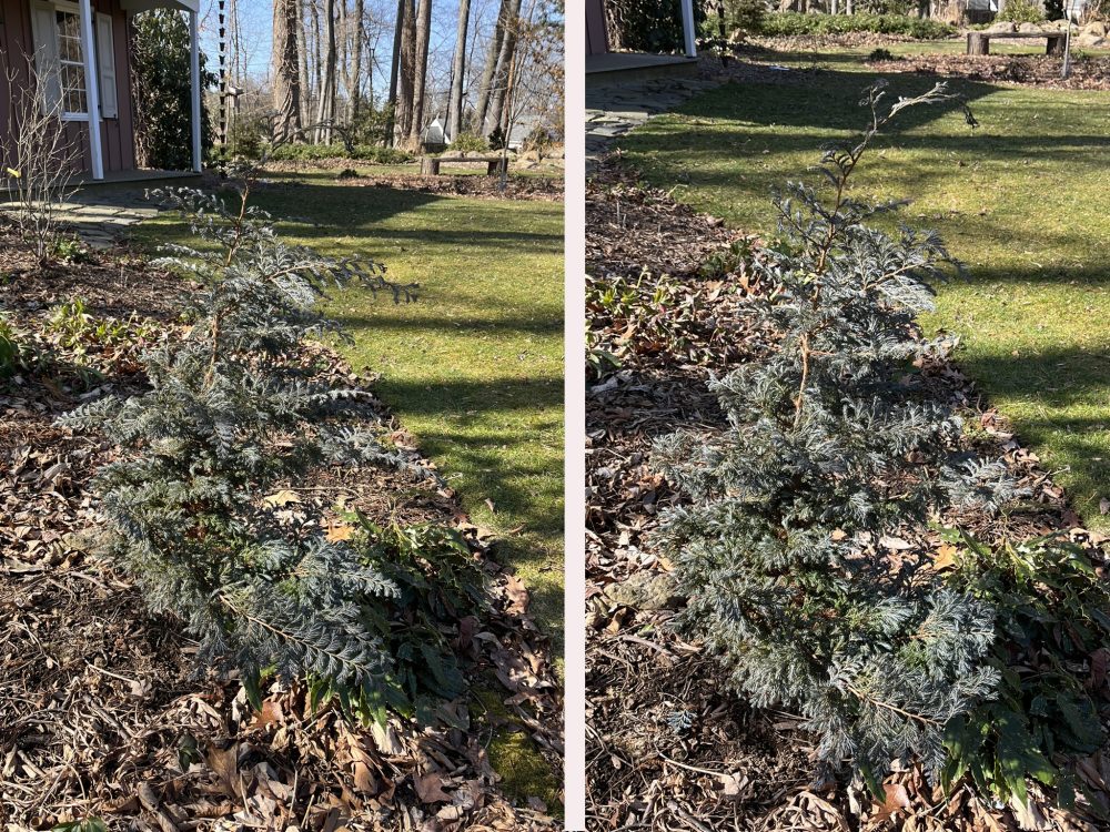 Lasting Landscapes by Carol