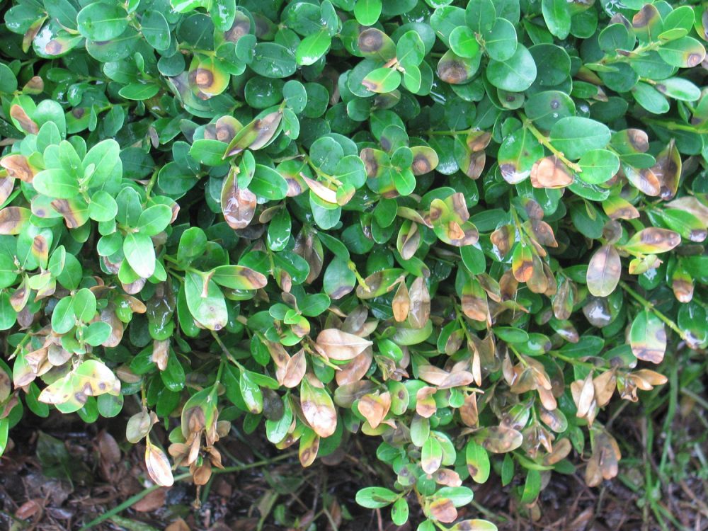 a boxwood plant infected with boxwood blight