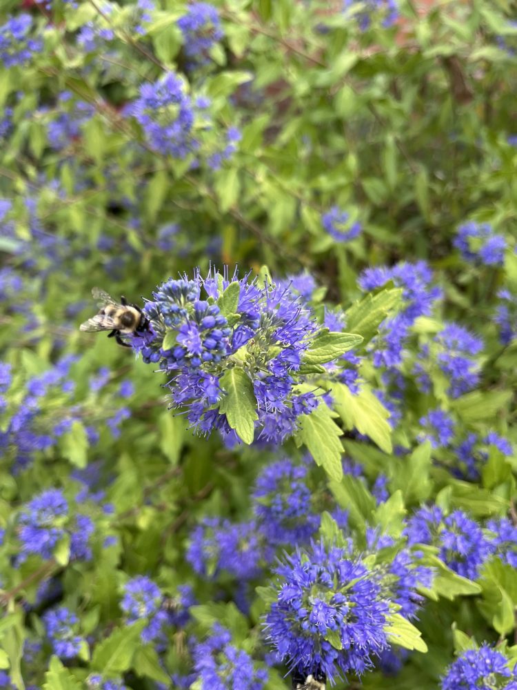 Lasting Landscapes by Carol purple blue caryopteris blooms with bee on flower