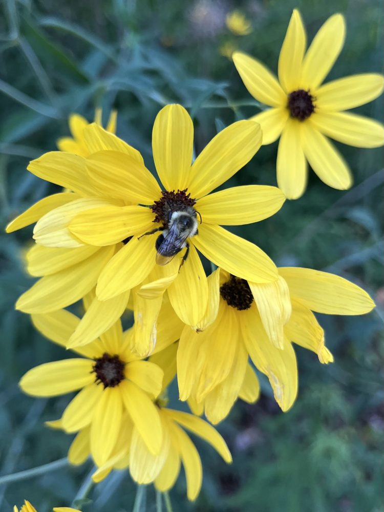 Lasting Landscapes by Carol yellow coreopsis blooms with bee in center