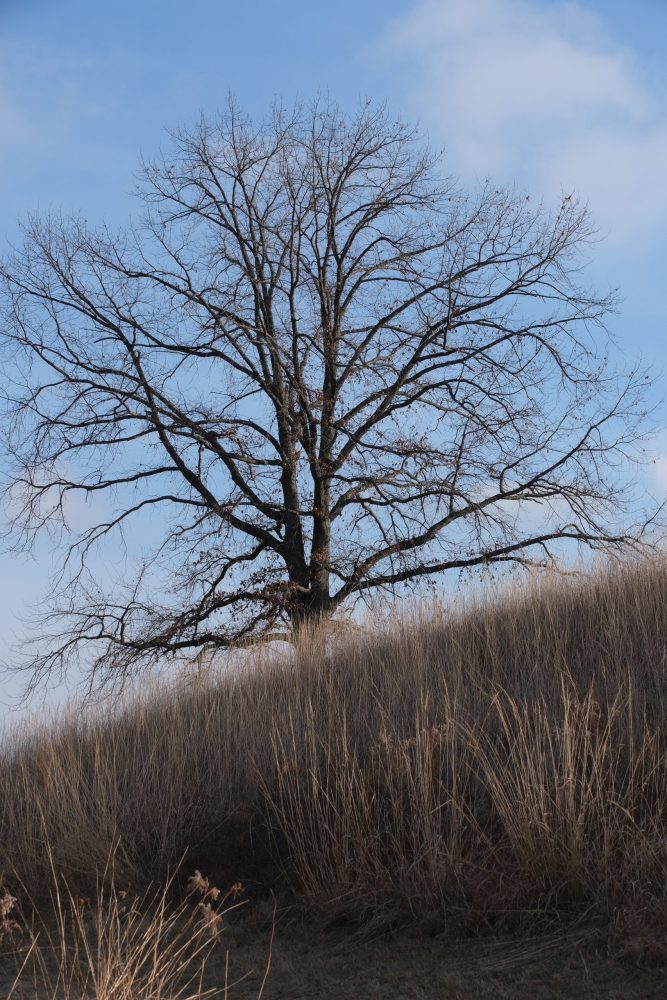 Bare tree with sprawling branches in a field of brown grass