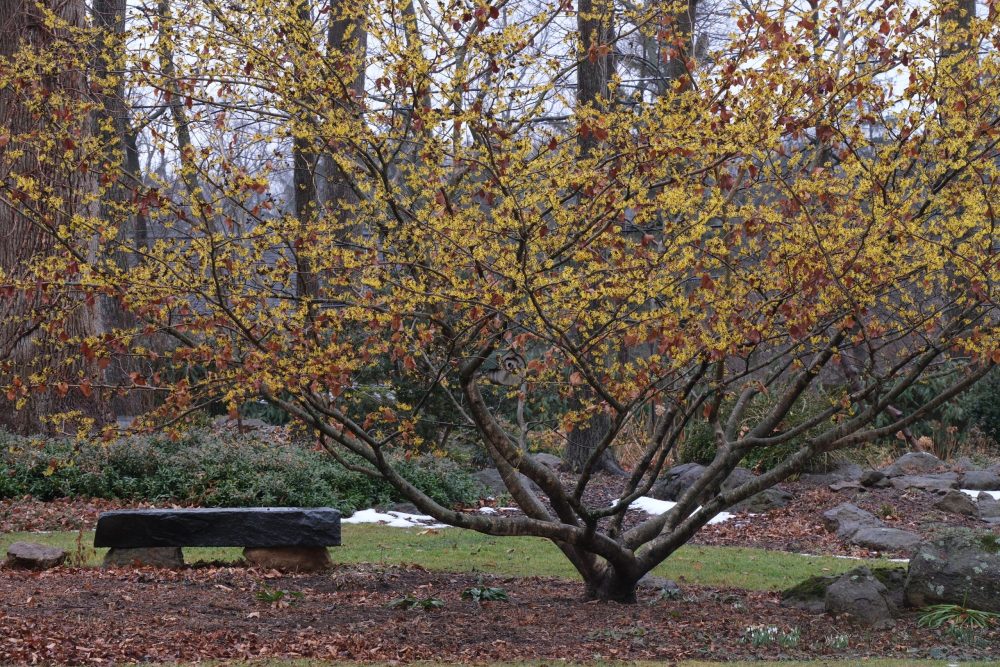 Yellow blooming witch hazel with sprawling habit