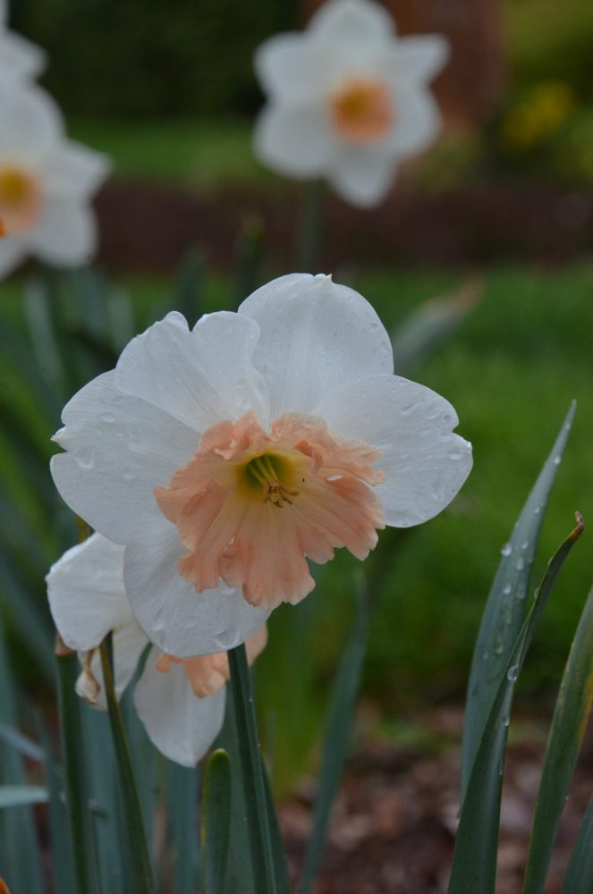 daffodil with peach center