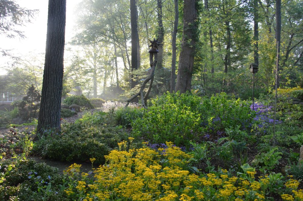 backlit woodland scene with fog