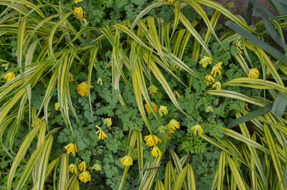 closeup of variegated hakone grass and corydalis lutea