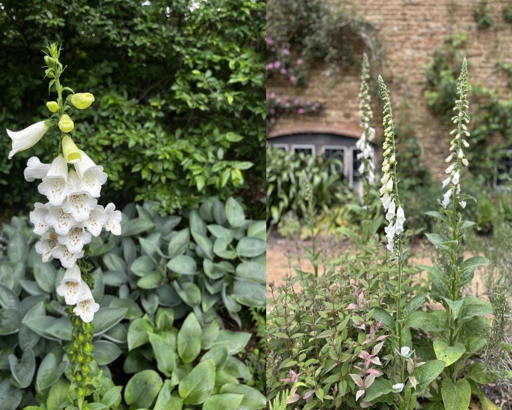 Lasting Landscapes by Carol two photos of foxgloves 