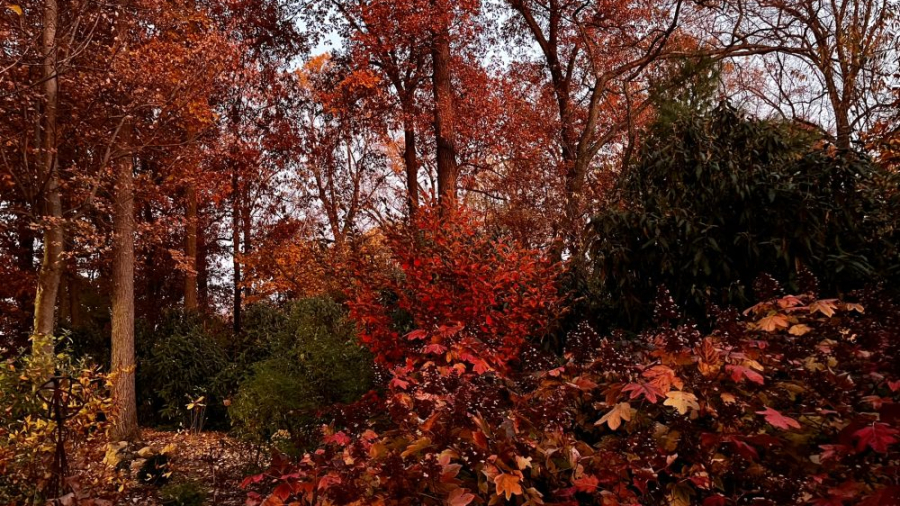 Lasting Landscapes by Carol