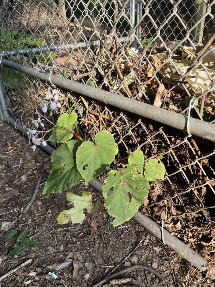 wire mesh of compost pile with plant growing out of the side