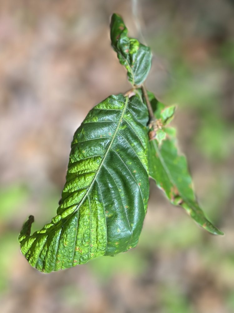 beech tree leaf contorted from disease