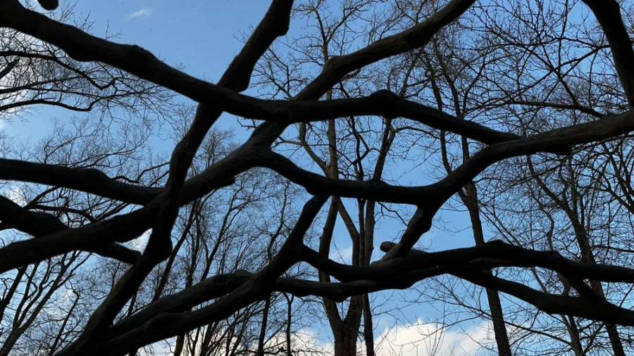 Faux bois branches against real branches and blue sky