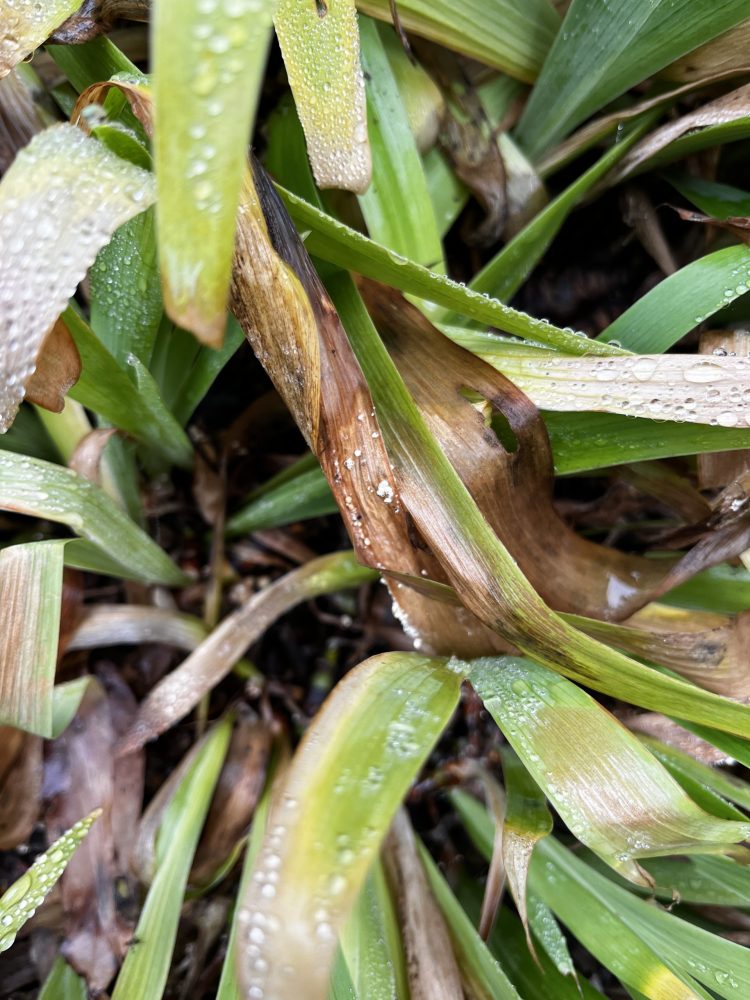 brown leaves of plant with white sclerotia