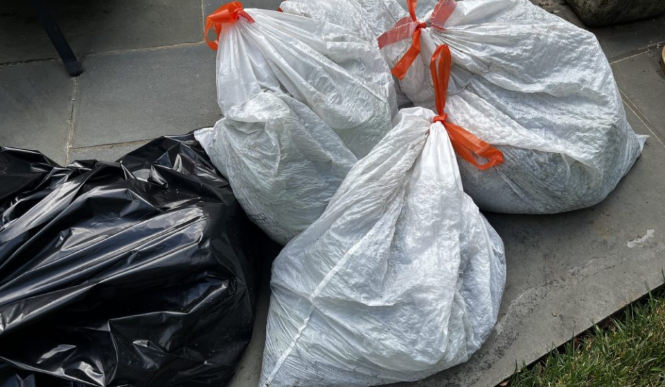 trash bags filled with plants and soil impacted by southern blight