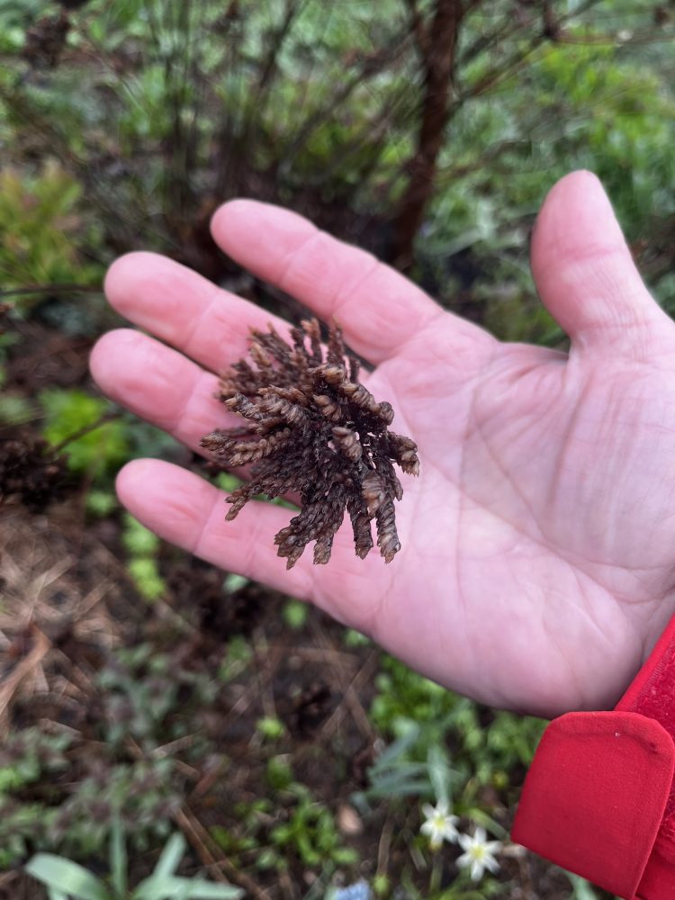 Hand holding a seed head from a flower