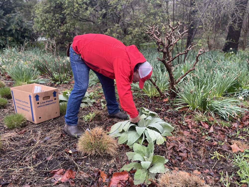 Man harvesting leaves from plant