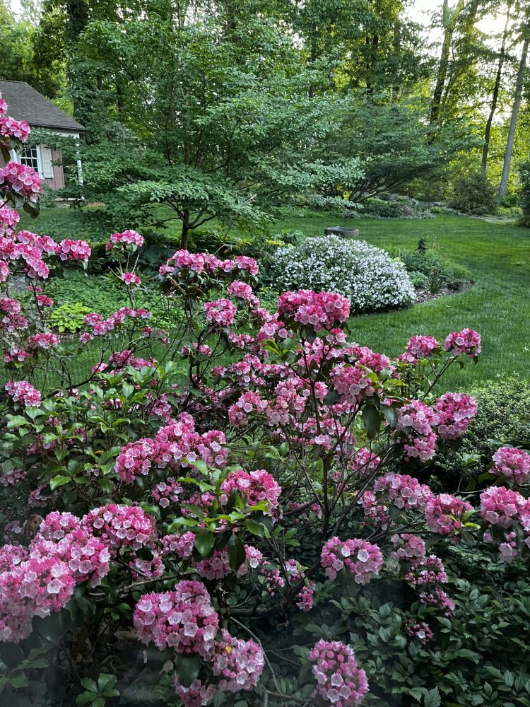 Lasting Landscapes by Carol