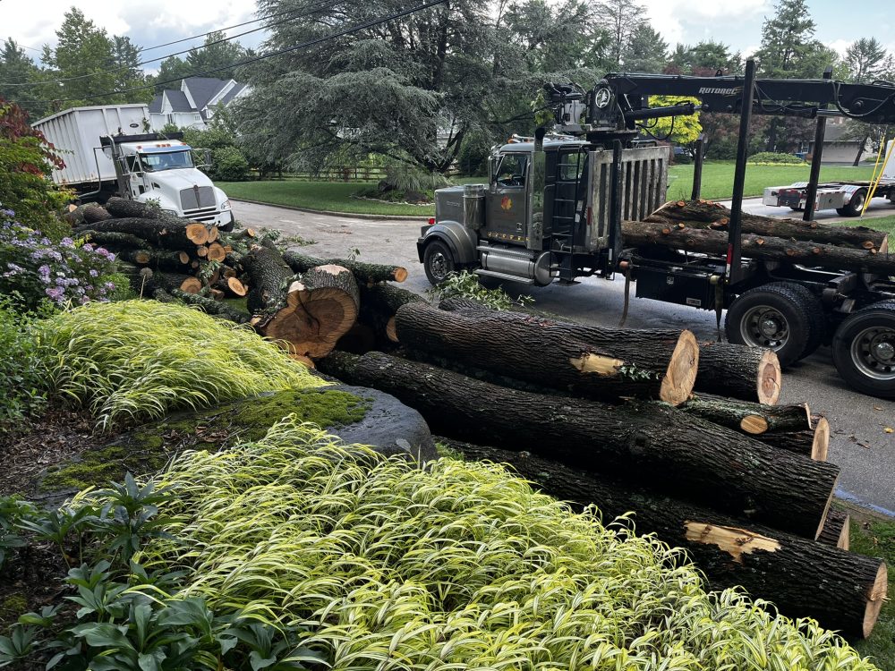 Lasting Landscapes by Carol log trucks filled