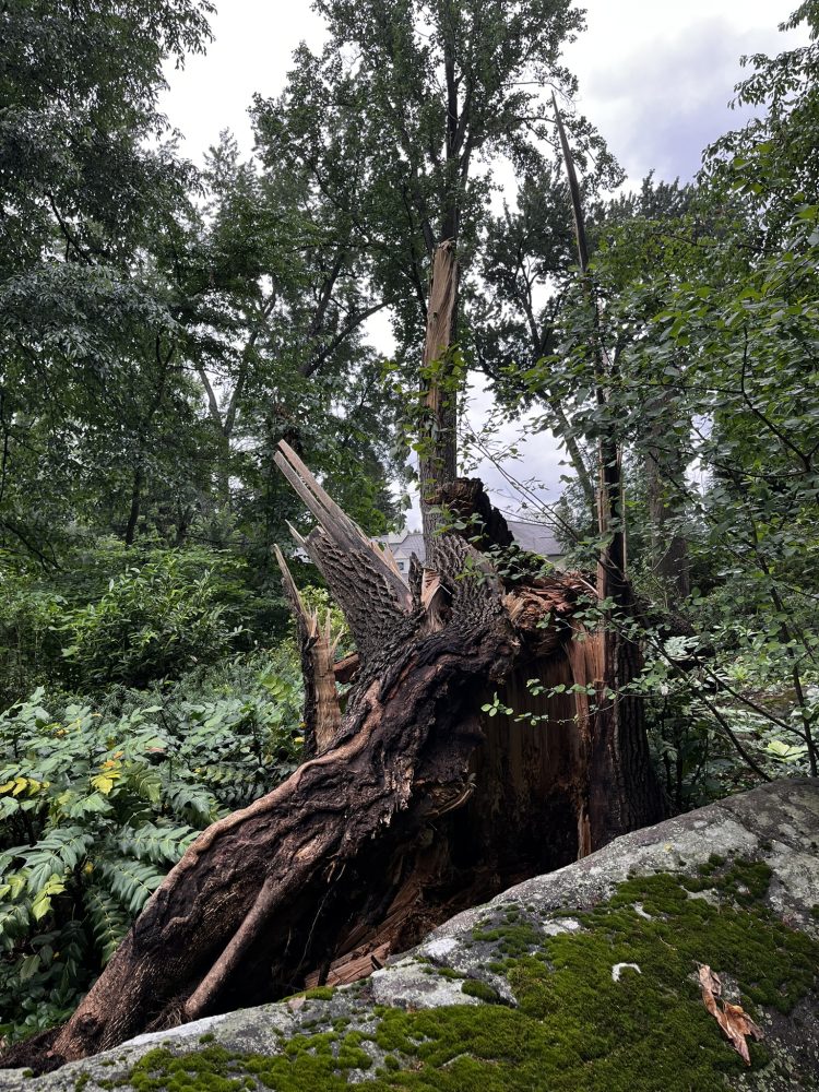 Lasting Landscapes by Carol tree uprooted