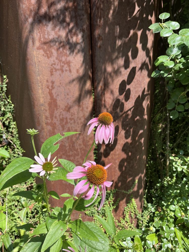 echinacea at little island