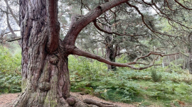 Deciduous tree in a forest