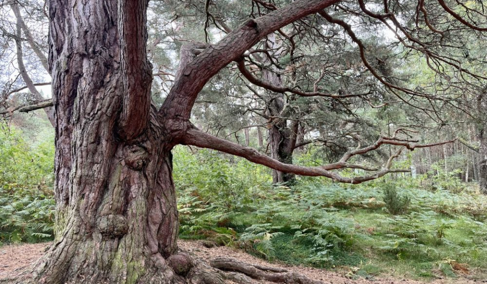 Deciduous tree in a forest