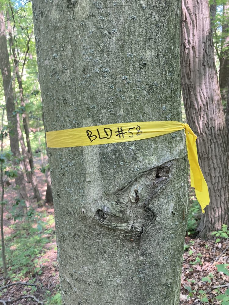 tree with yellow ribbing marked for removal