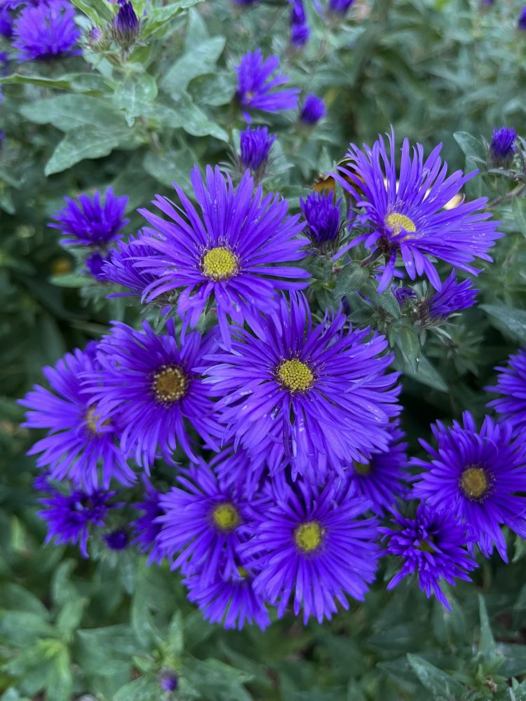 Lasting Landscapes by Carol aster grape crush flowers close up in deep purple with yellow centers