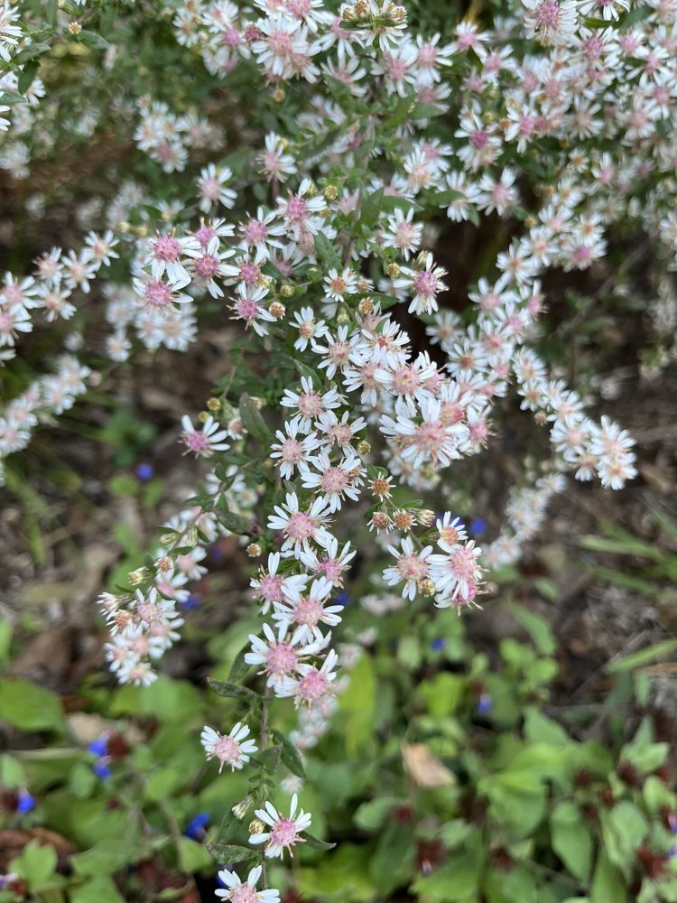 Lasting Landscapes by Carol aster lady in black with small white flowers with pink along an arching stem