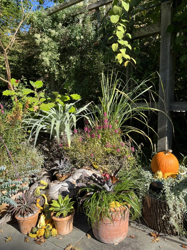 autumnal displays in containers