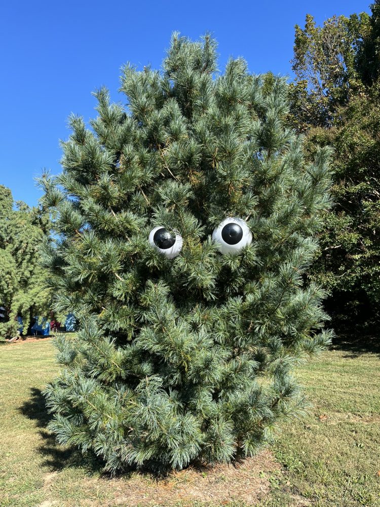 Spooky eyes posted on a confier in a garden to look like a face