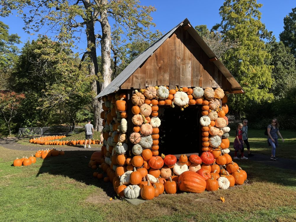 cottage covered in pumpkins
