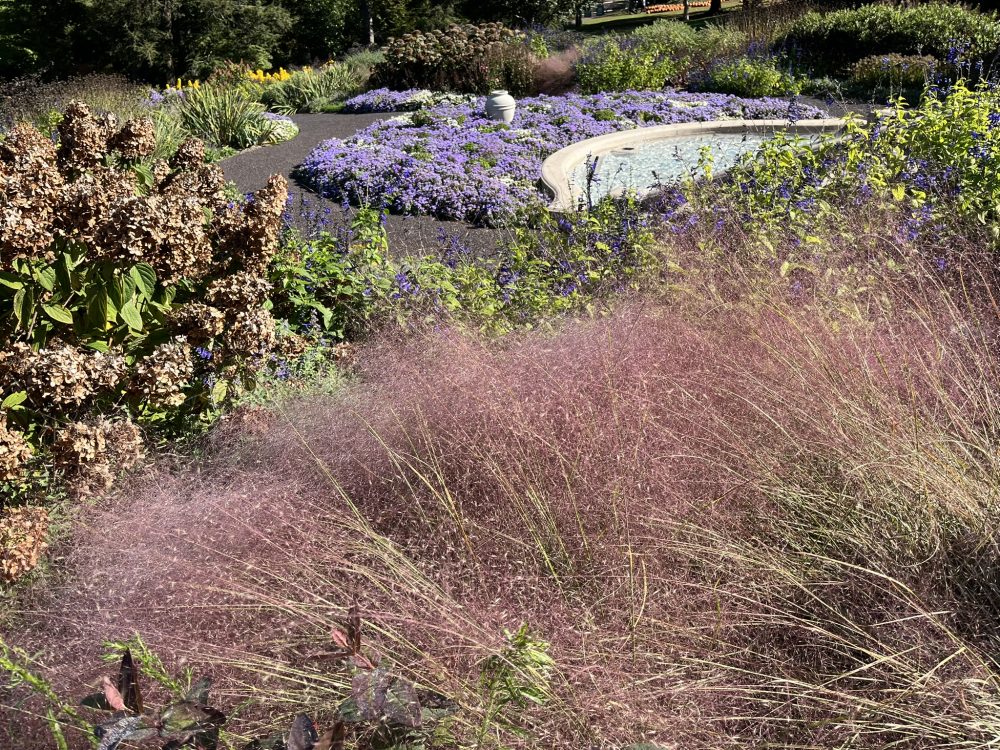 muhly grass with pink seed heads and purple aster in the background