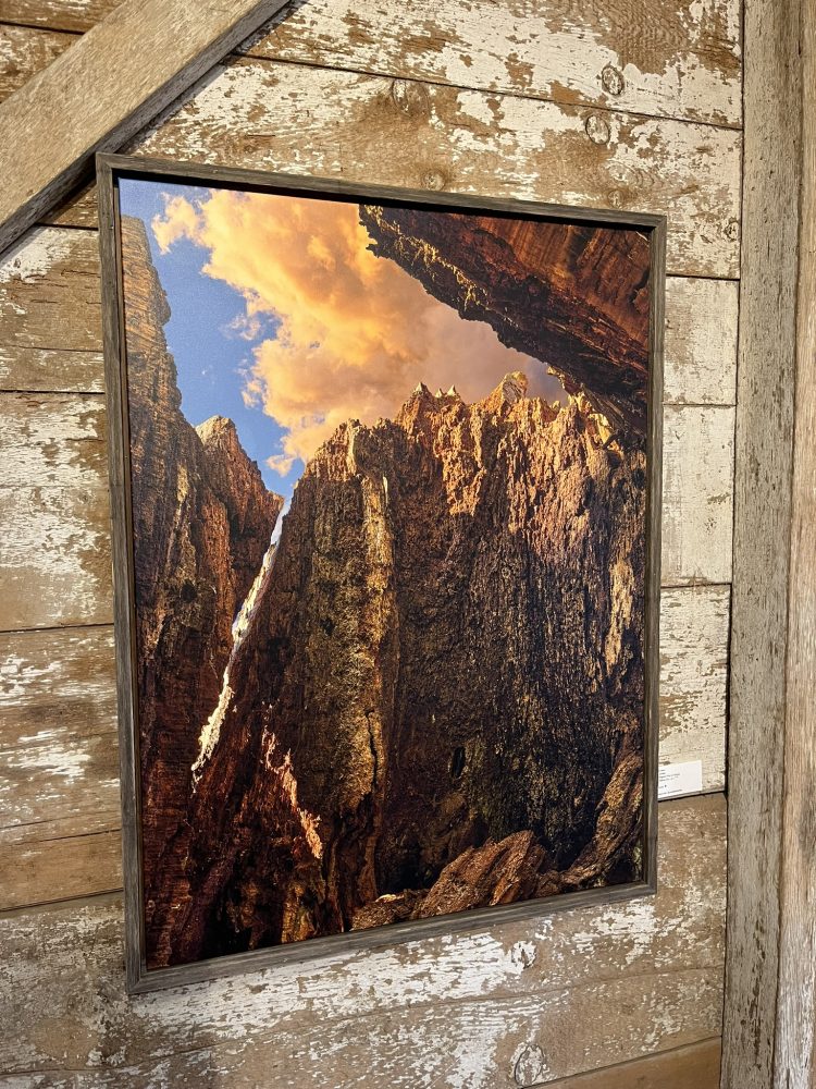 photo of inside of tree combined with image of sky