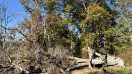 fallen oak in field