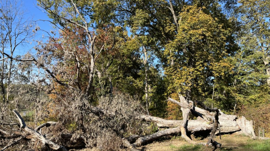 fallen oak in field