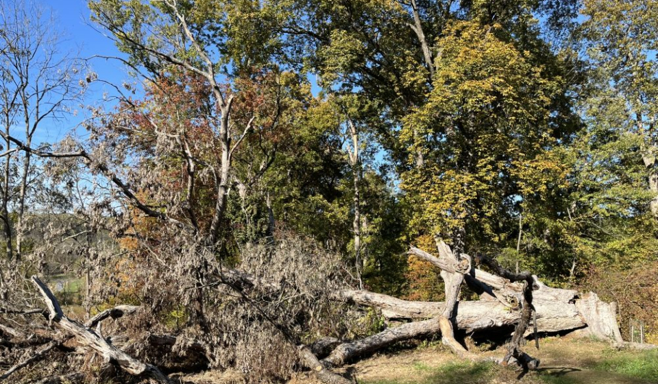fallen oak in field
