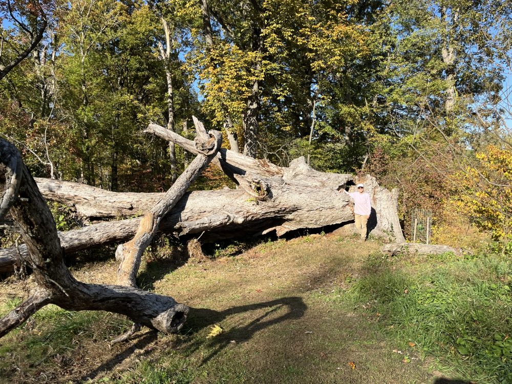 person standing next to fallen oak in field