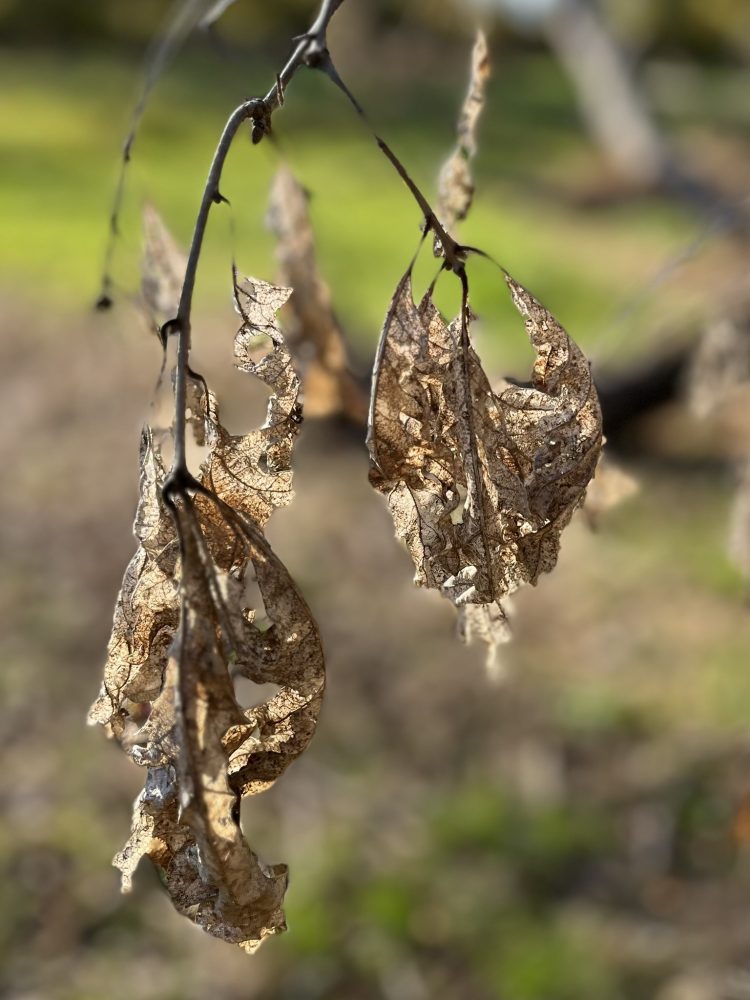decaying oak leaves on branch