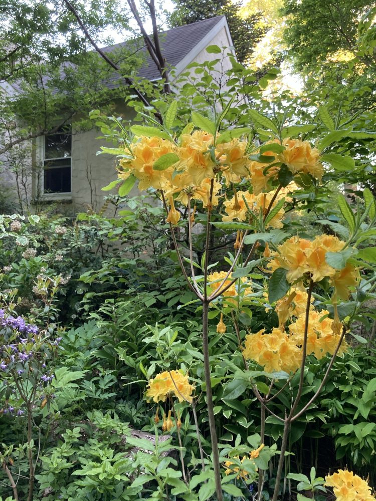 Lasting Landscapes by Carol