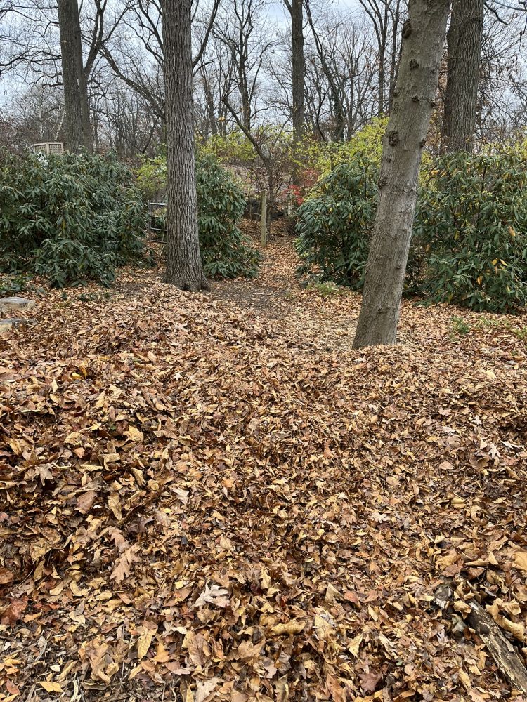 leaves in piles with trees in background