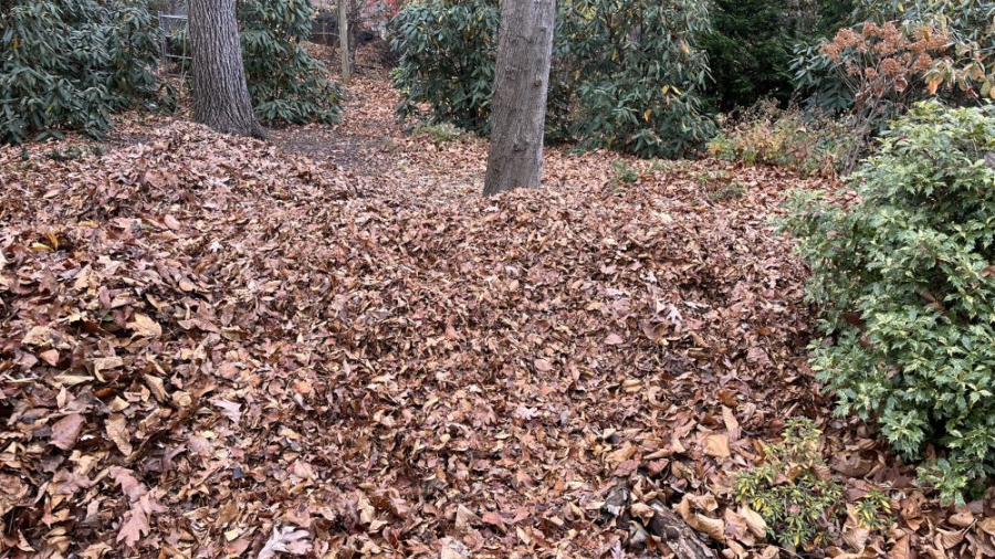 leaves in piles