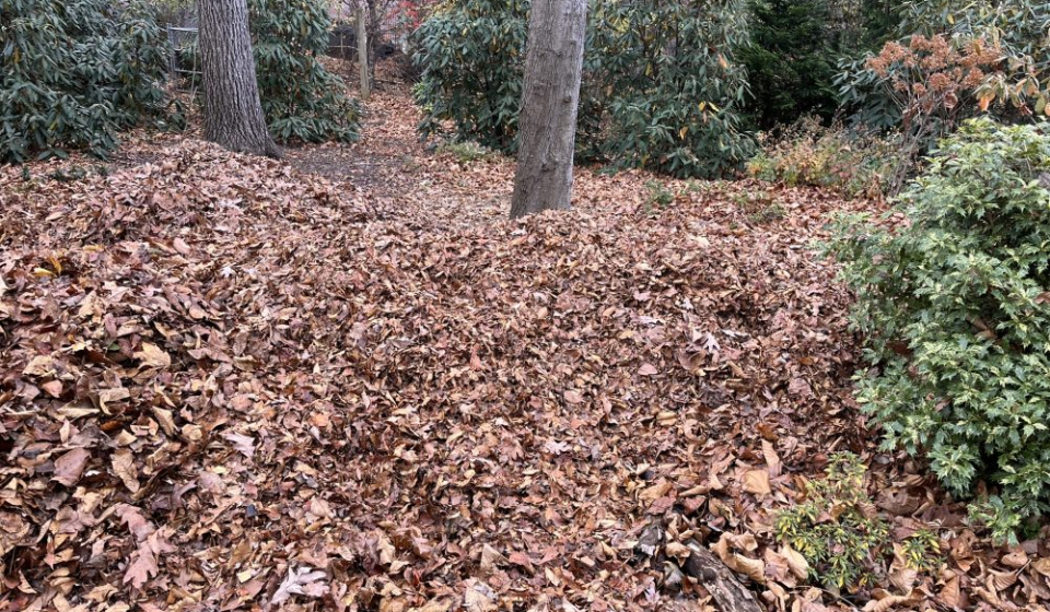leaves in piles