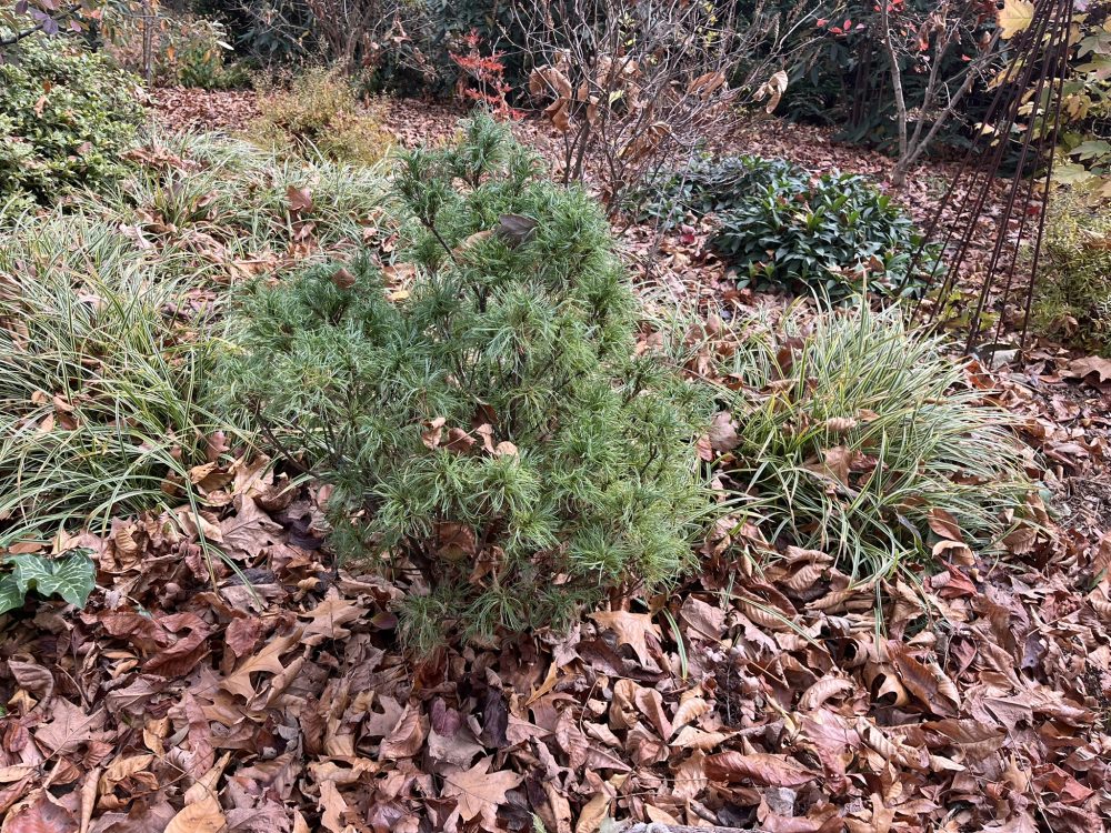 shrubs surrounded by blanket of leaves