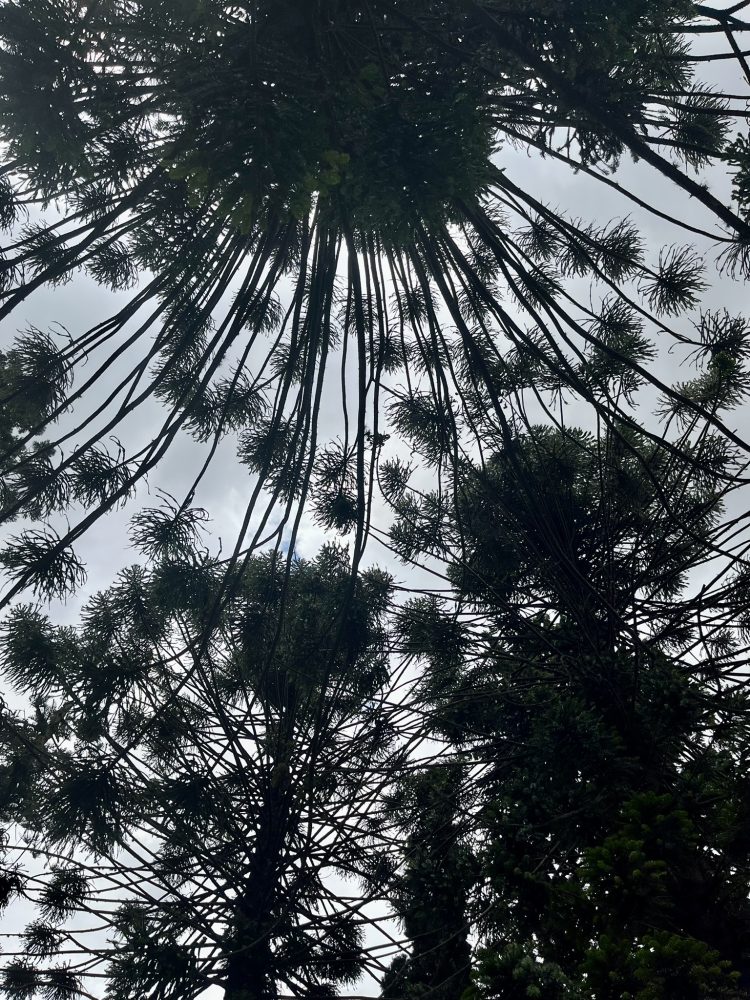 looking into tree canopy and seeing unique pattern against sky