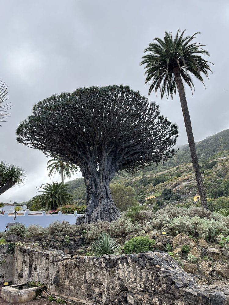 Draco tree with palm tree next to it